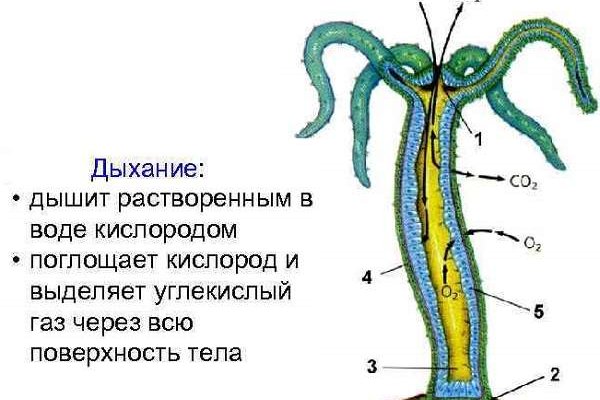 Kraken зеркало kraken link top